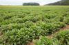 Cultivation of verbena in the Upper Palatinate